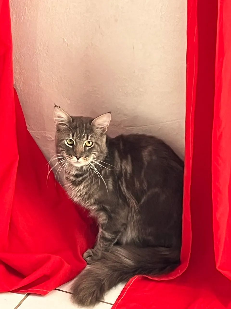 Gatos raça Maine Coon - Foto 3