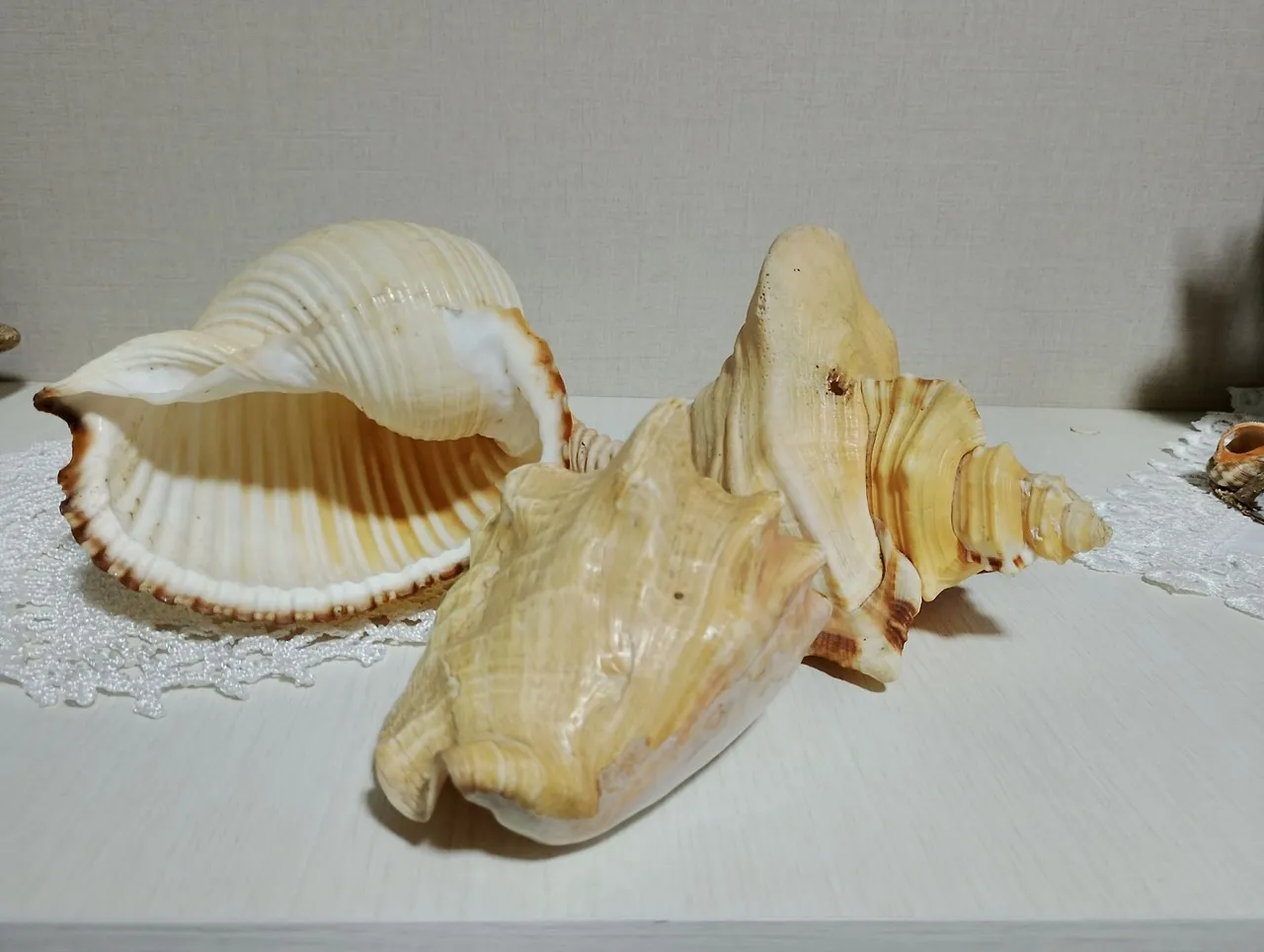 Conchas naturais para decoração