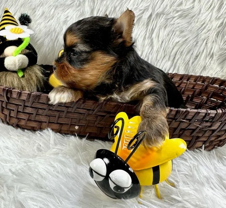 Yorkshire Terrier Aniversário Do Meu Peludinho, Amor Puro E Verdadeiro