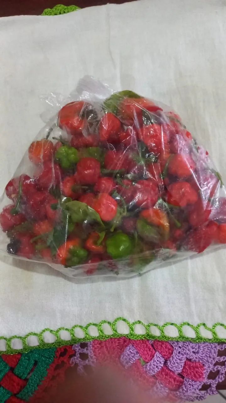 Pimenta dedo de moça - Foto 4