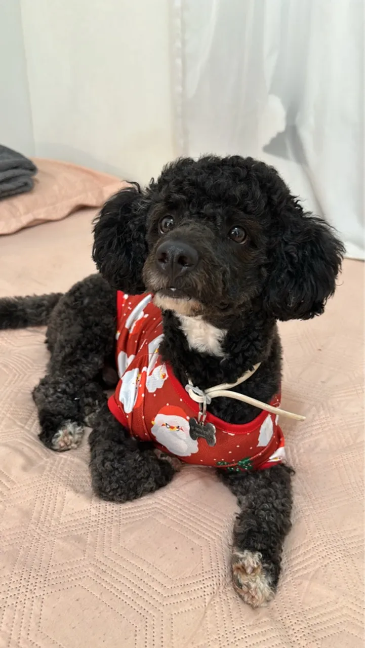 Procuro fêmea poodle para cruzar