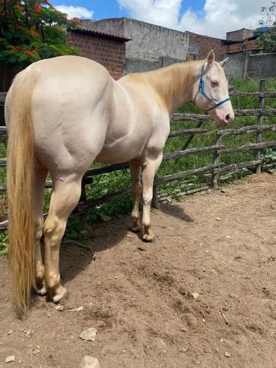 Coberturas a venda, Garanhão Quarto de Milha - Foto 2
