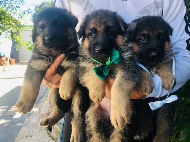    Disponível Pronta Entrega, Pastor Alemão Filhotinhos com Pedigree - Foto 3