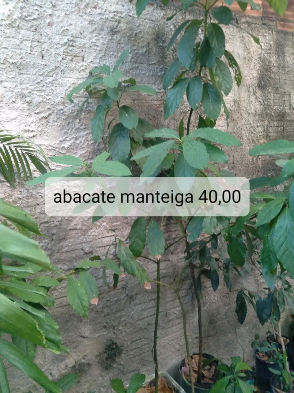 Muda frutíferas 2 - Foto 5