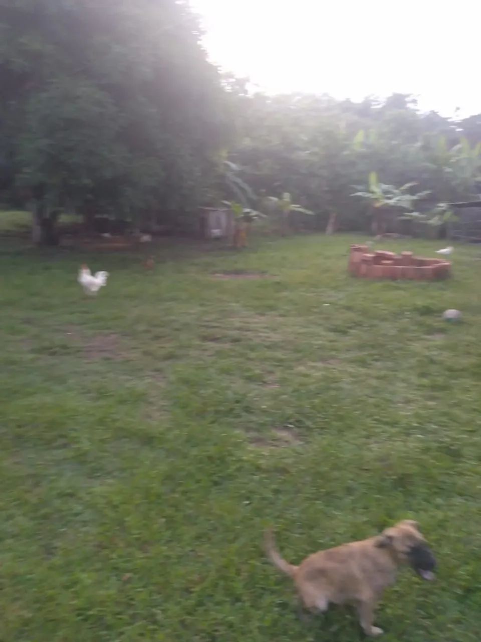 Foto - Rio Branco - Floresta Sul