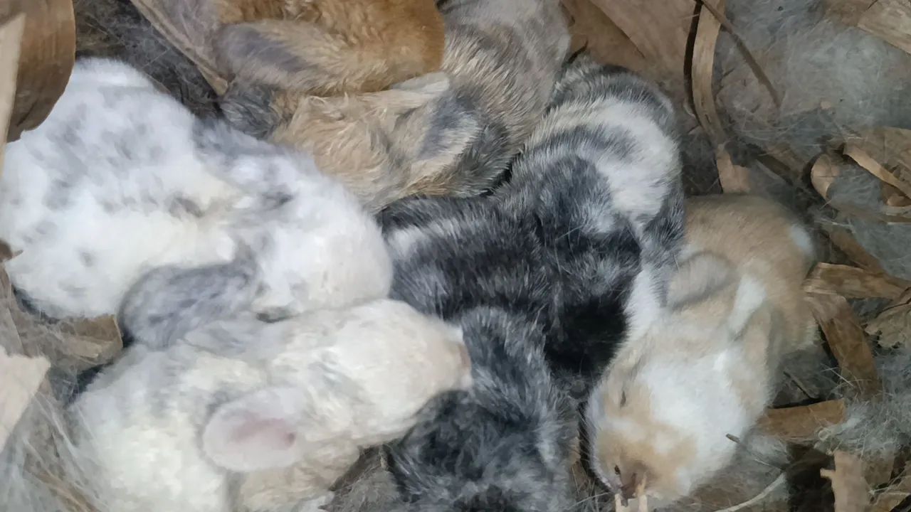 Mini Lop uruguaio  - Foto 5