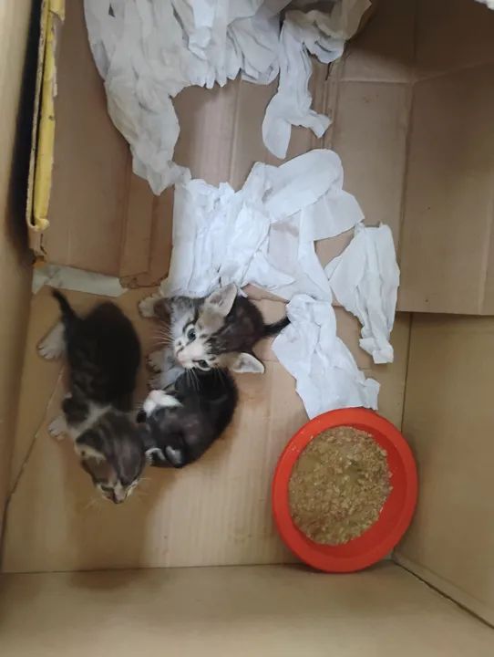 Gatinhos machos para Adoção Responsável  - Foto 3