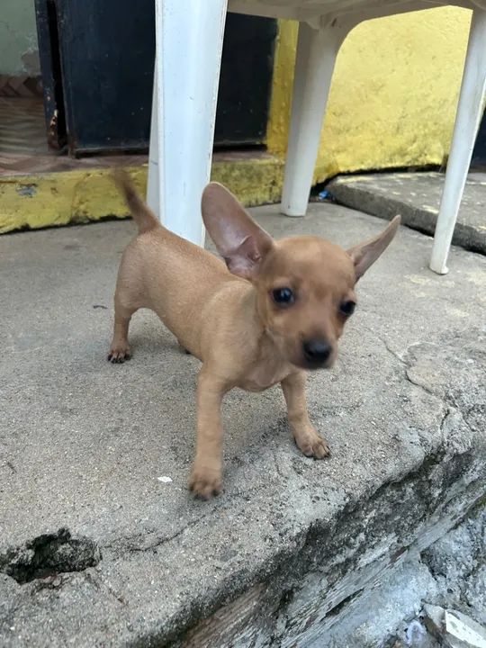 Pinscher Filhote Macho - Foto 3
