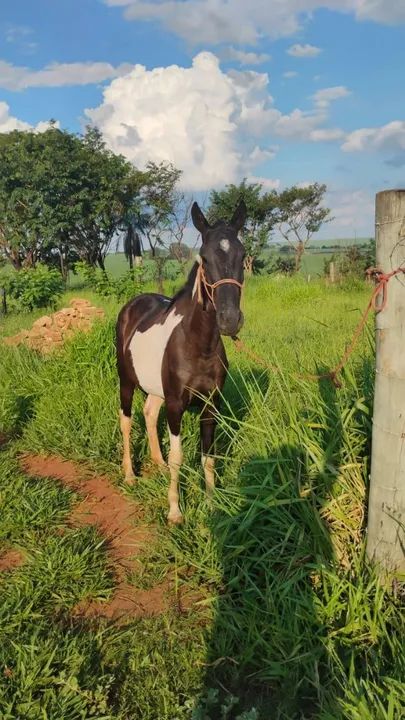 Potra manga larga  - Foto 3