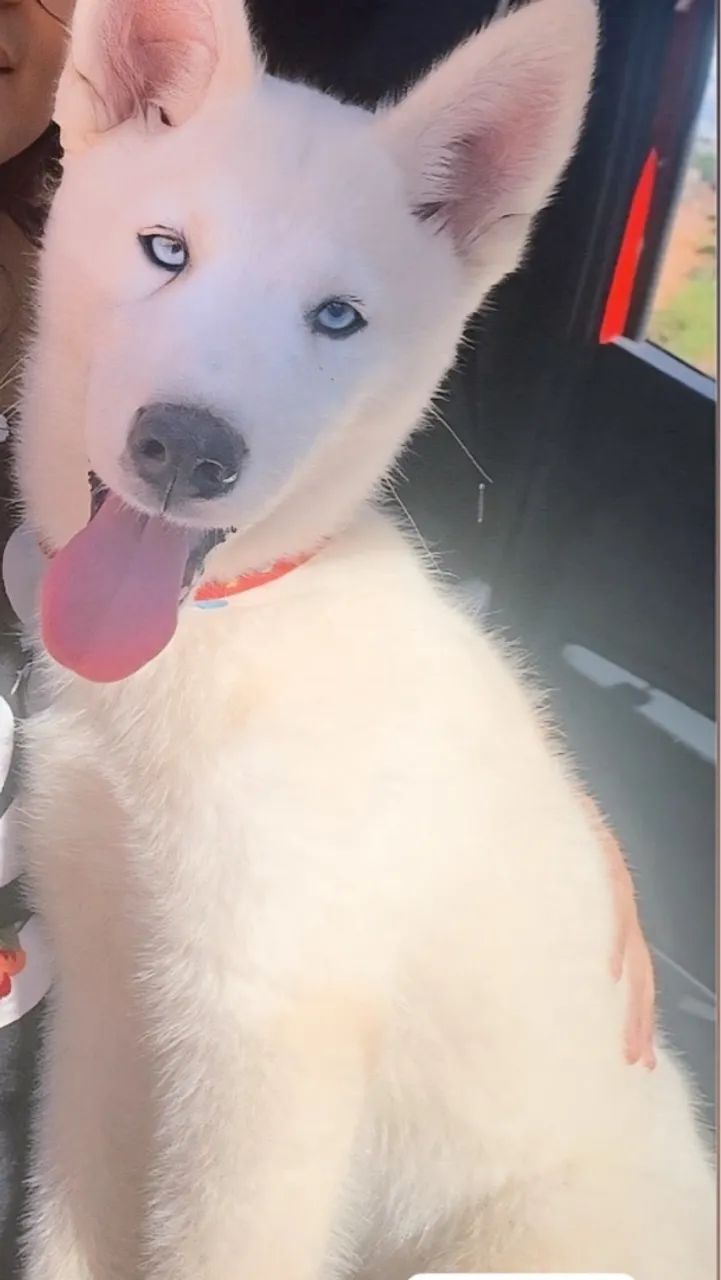 Husky siberiano  raro, branco ,4 meses  - Foto 3
