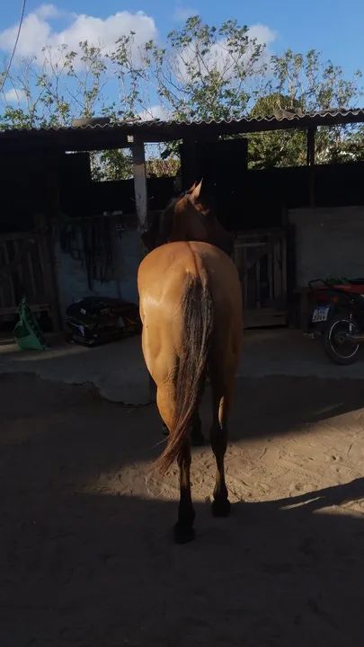 VENDE OU TROCA-SE EGUA QUARTO DE MILHA! - Foto 4