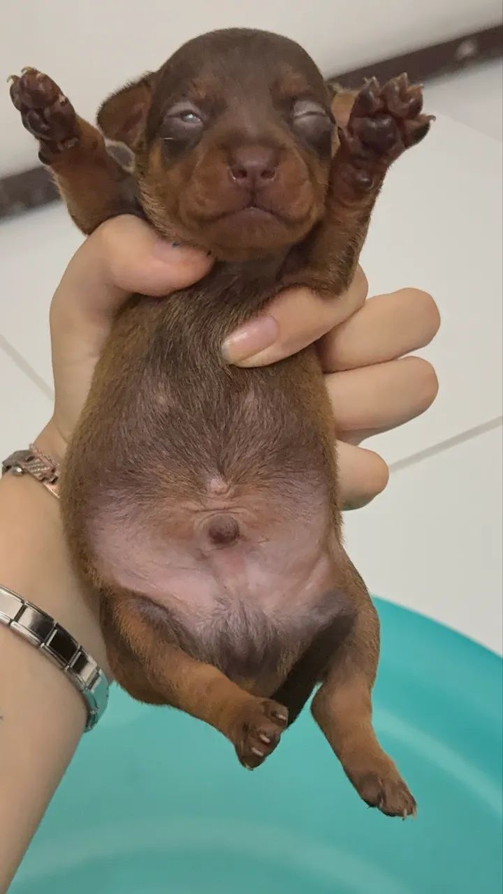 Filhotes de Pincher macho disponíveis  - Foto 5