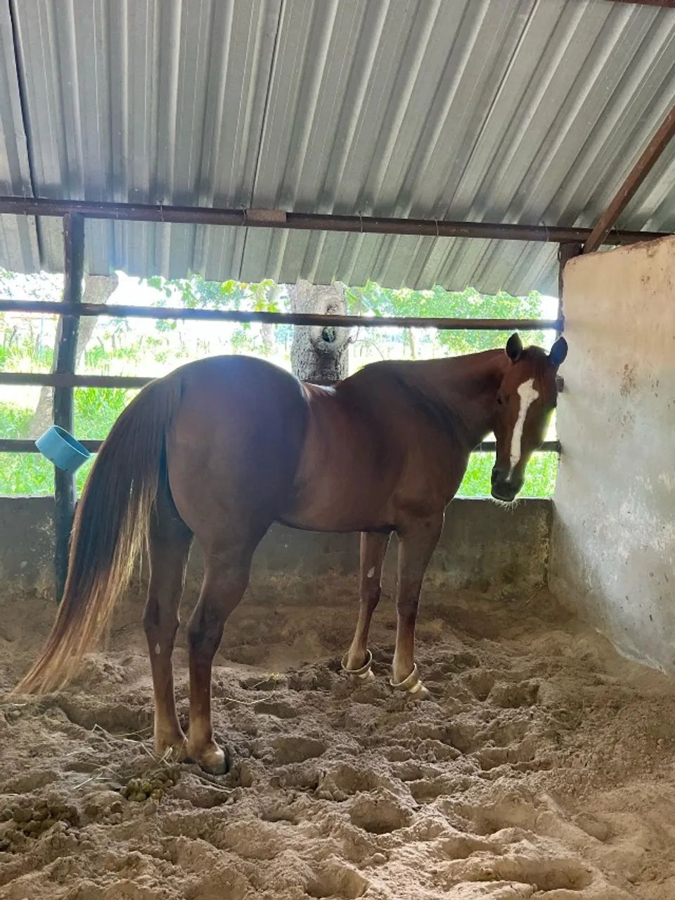 Égua Quarto de milha pura com documento 