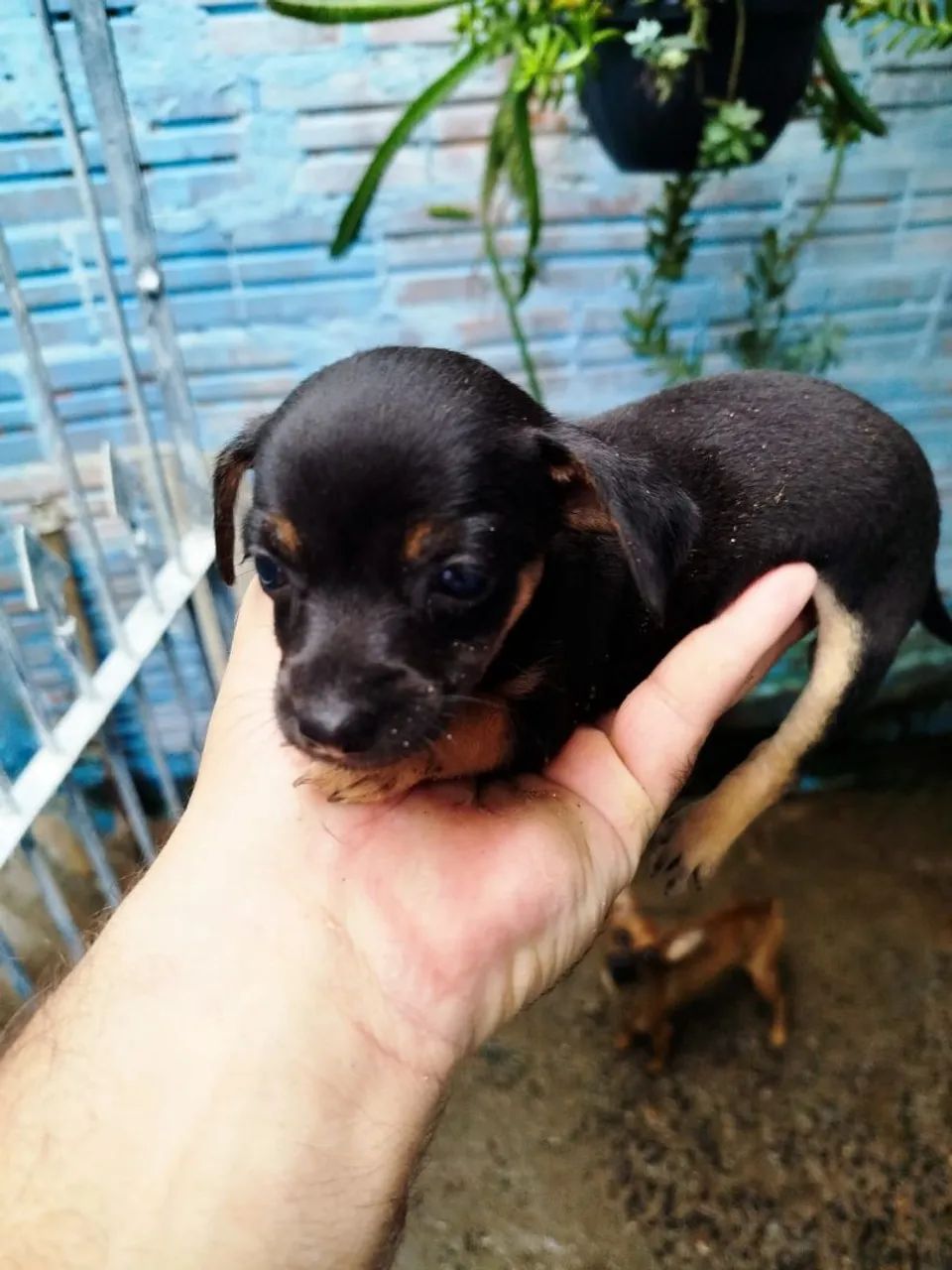 Filhote de Pinscher femeas
