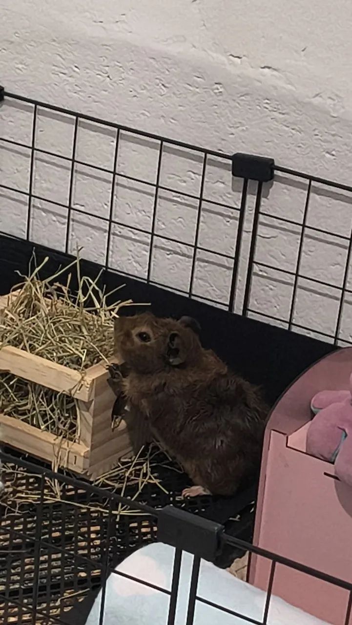 Porquinhos da índia machos (3, 5 e 6 meses) - Foto 5