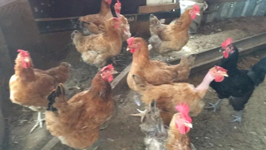 Galinha caipira e poedeira