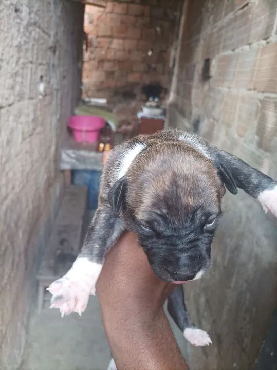Filhote Pitbull - Foto 4