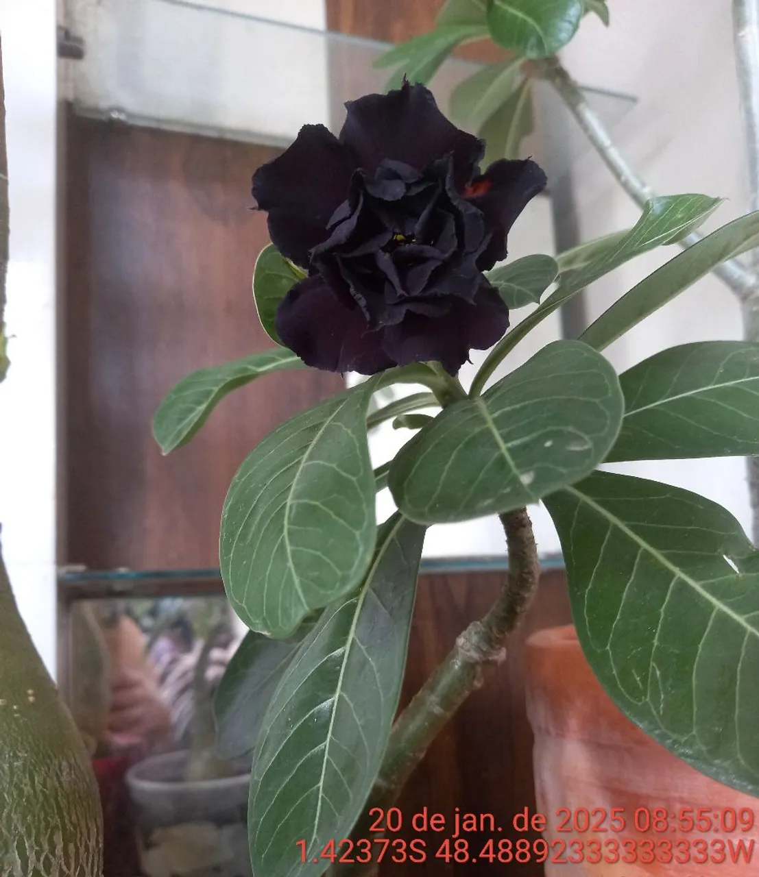 Rosa do Deserto Negrissima no site
