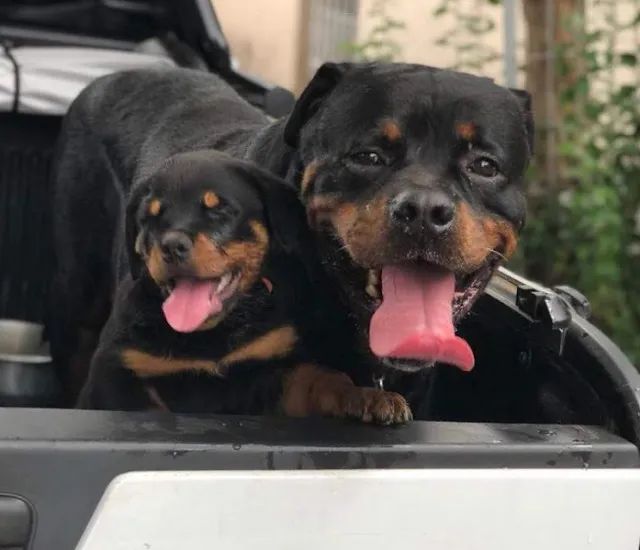 rottweiler mais saudaveis e legetimos pacotinhos de amor 