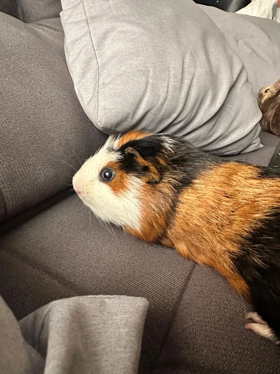 Porquinhos da índia  - Foto 2