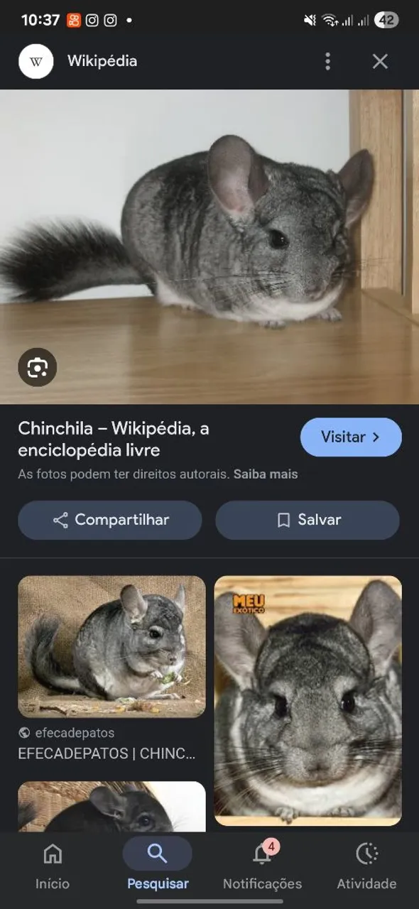 Chinchila Cinza - Exótico e Charmoso!