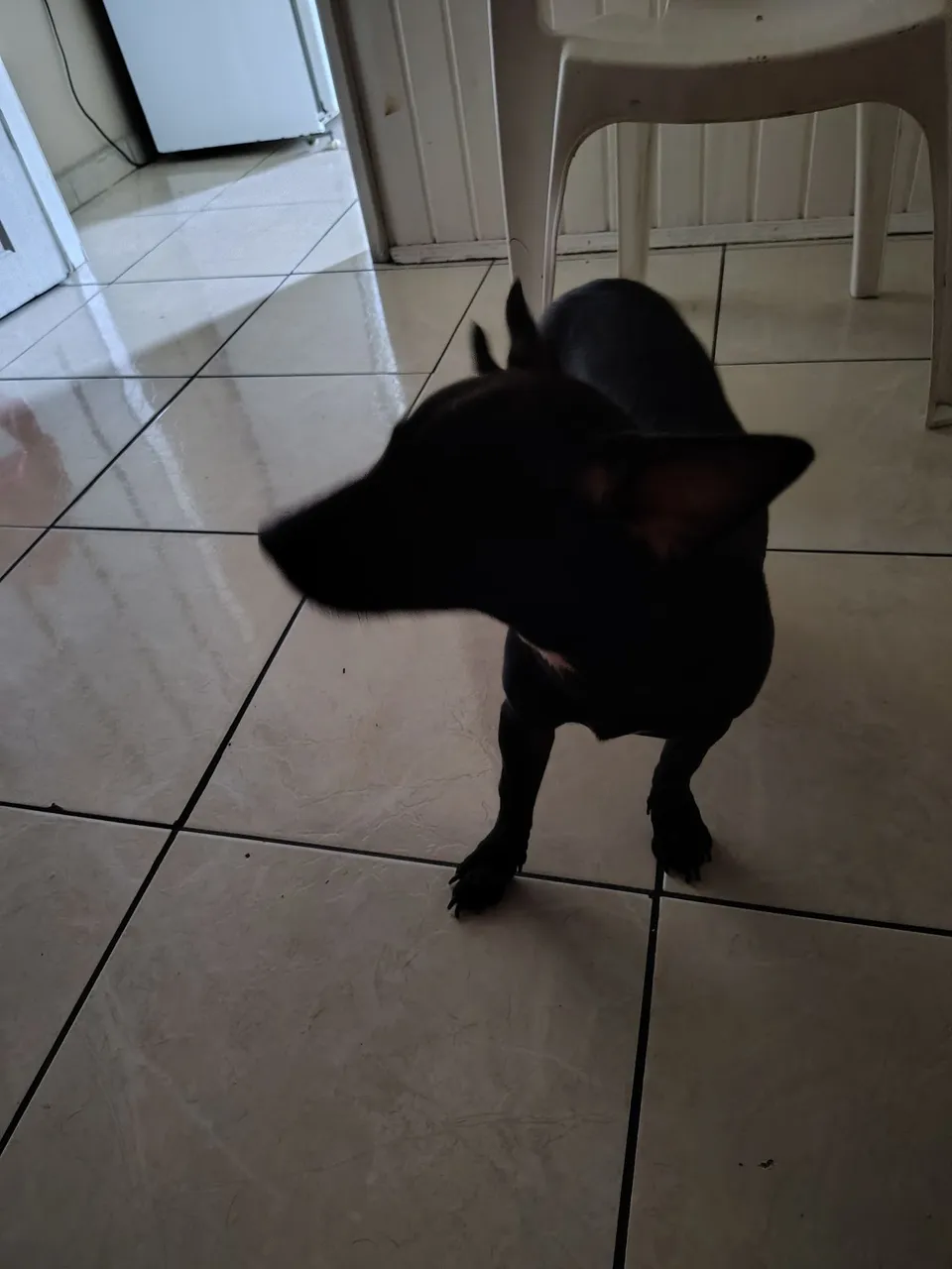 Viralata, mistura de labrador com viralata 