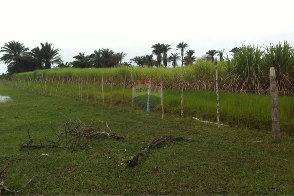 TERRENO (Fazenda em Piaçabuçu, AL - 687 ha) - Foto 10