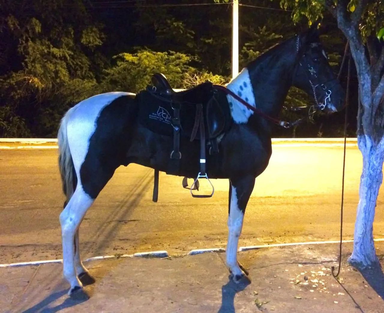 Cavalo Pampa de Preto (Homozigoto) - Foto 5