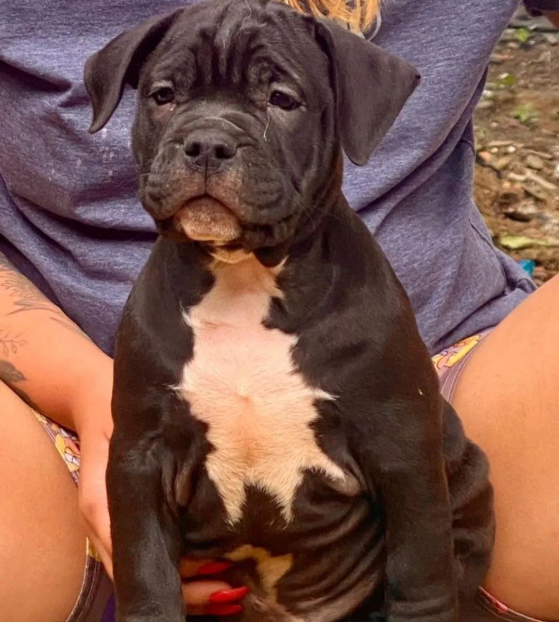 American bully micro - Foto 2