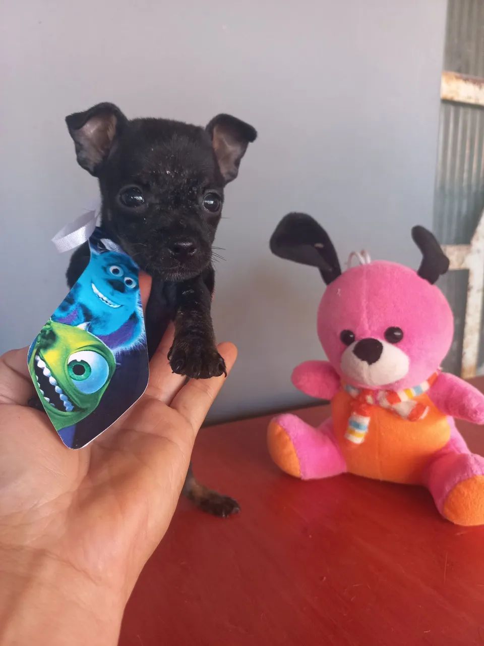 Filhote de Pinscher disponível! - Foto 4