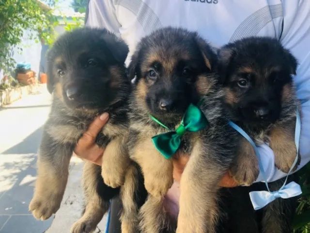    Disponível Pronta Entrega, Pastor Alemão Filhotinhos com Pedigree - Foto 2