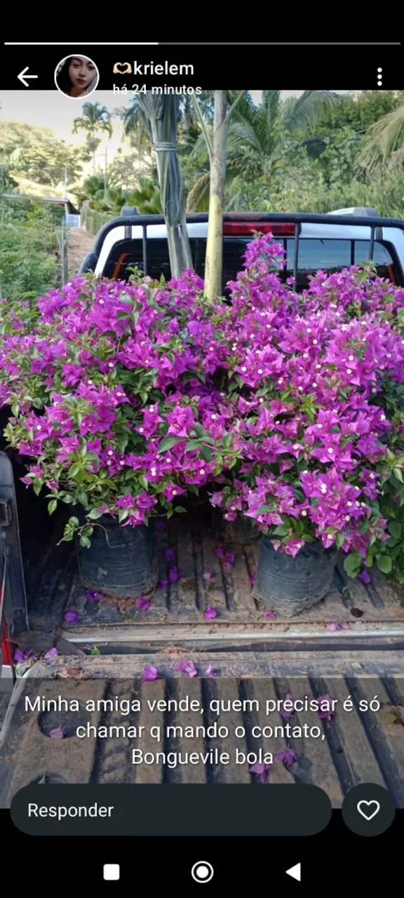 Bougainville Bola - Lindas mudas!