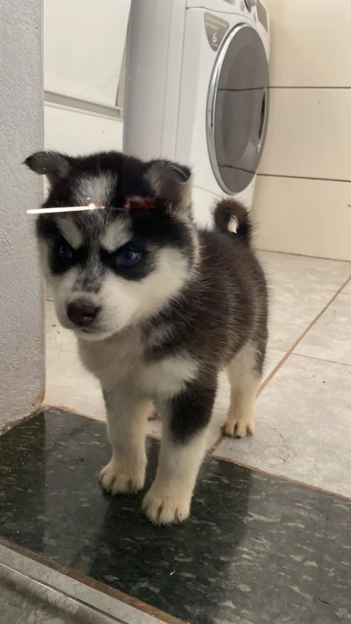 Filhote de Husky Siberiano com olhos azuis - Foto 2