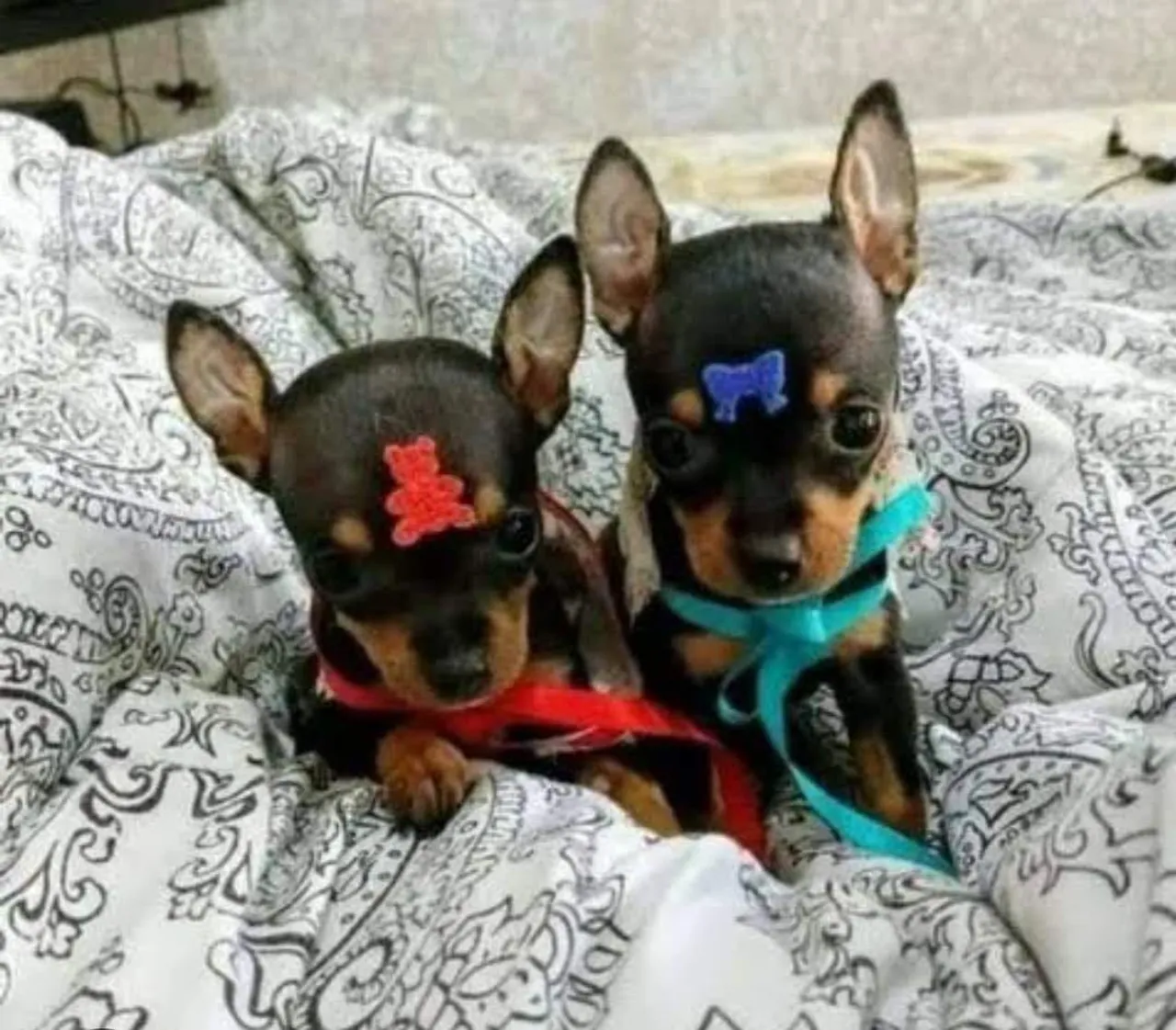 Filhote de Pinscher Miatura