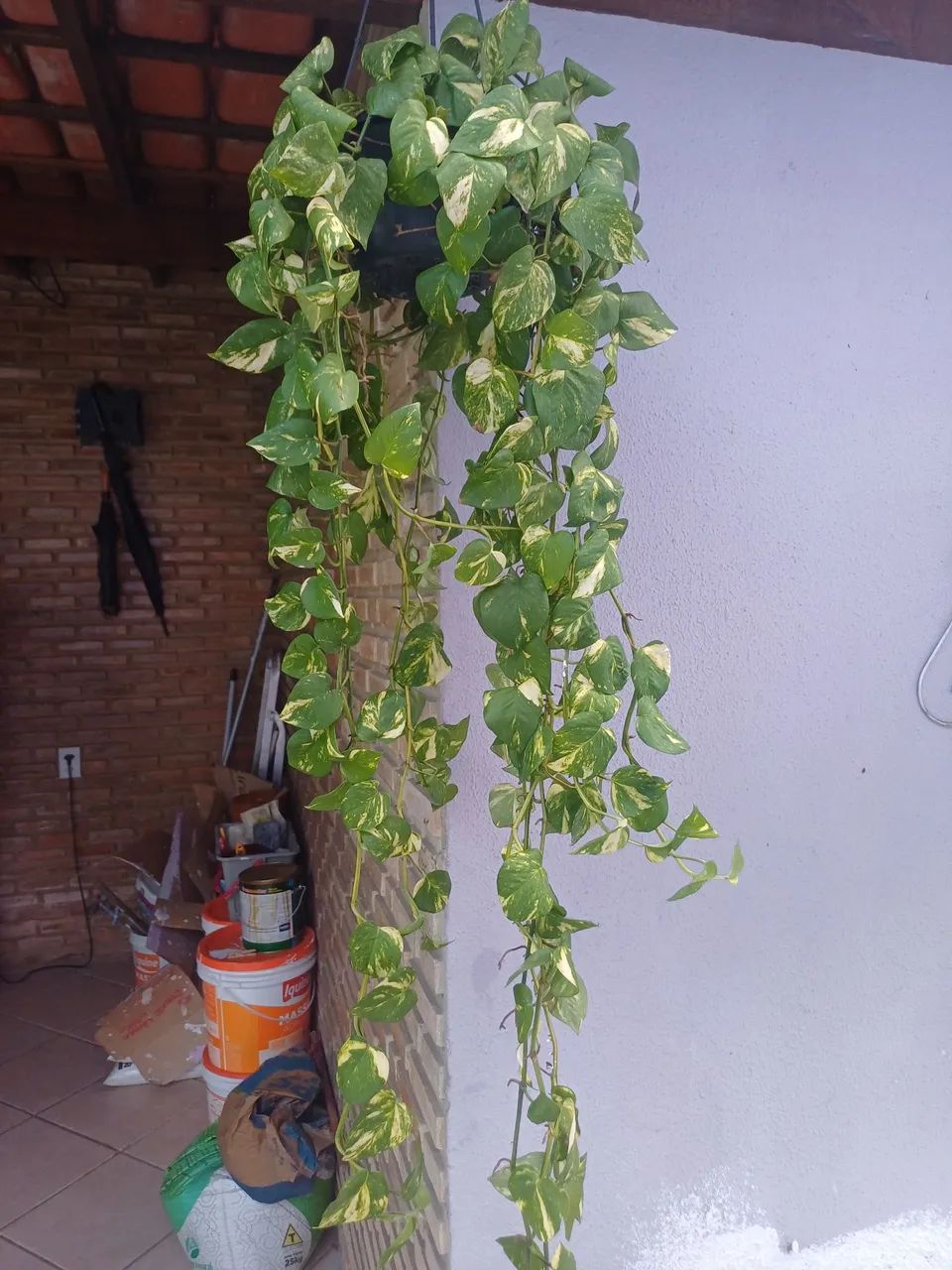 Lindas giboias plantas para decoração  - Foto 2