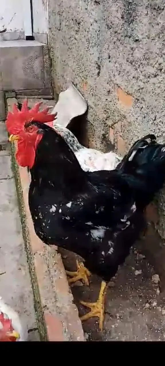 Ovos gsb galados - Foto 3