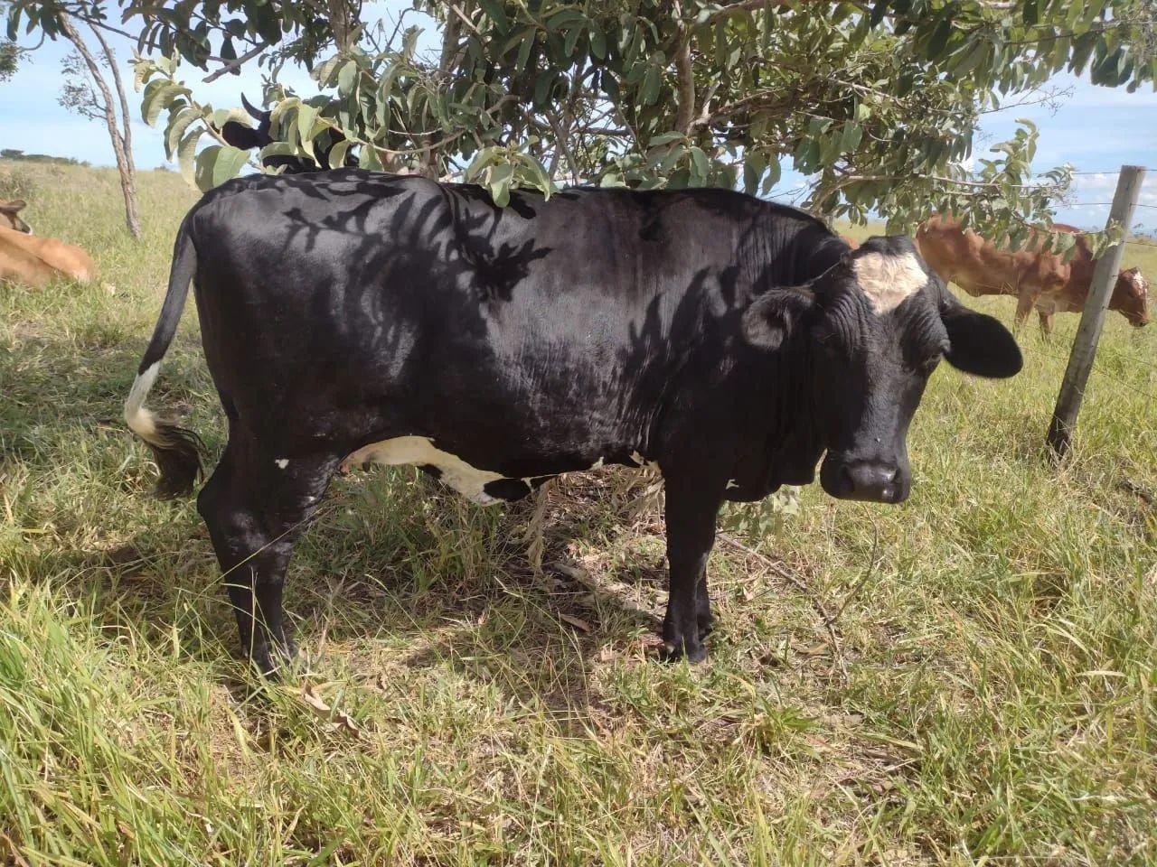 2 vacas girolanda  - Foto 2