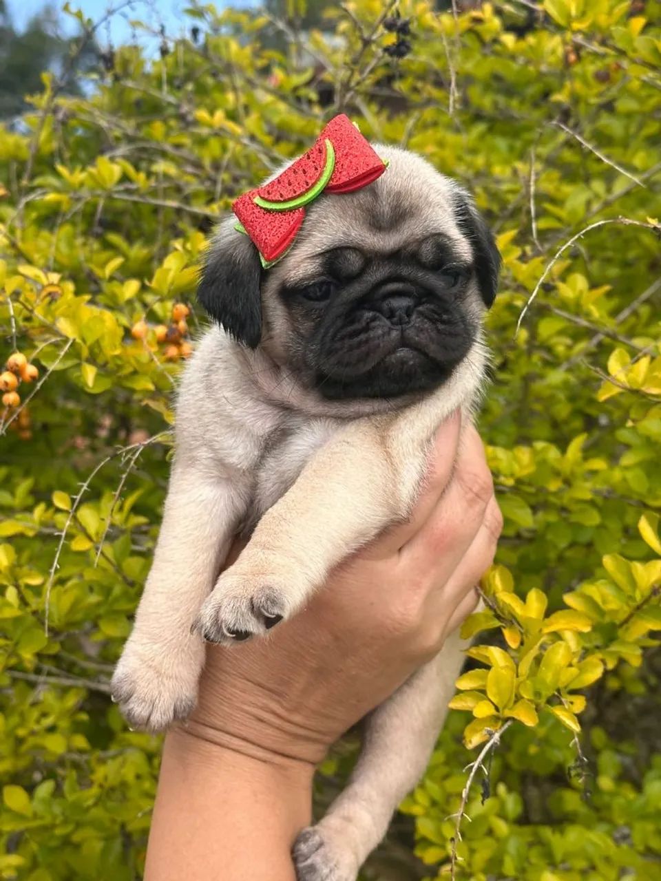 PUG FEMEA LINHAGEM NABUCO LINDA - Foto 3