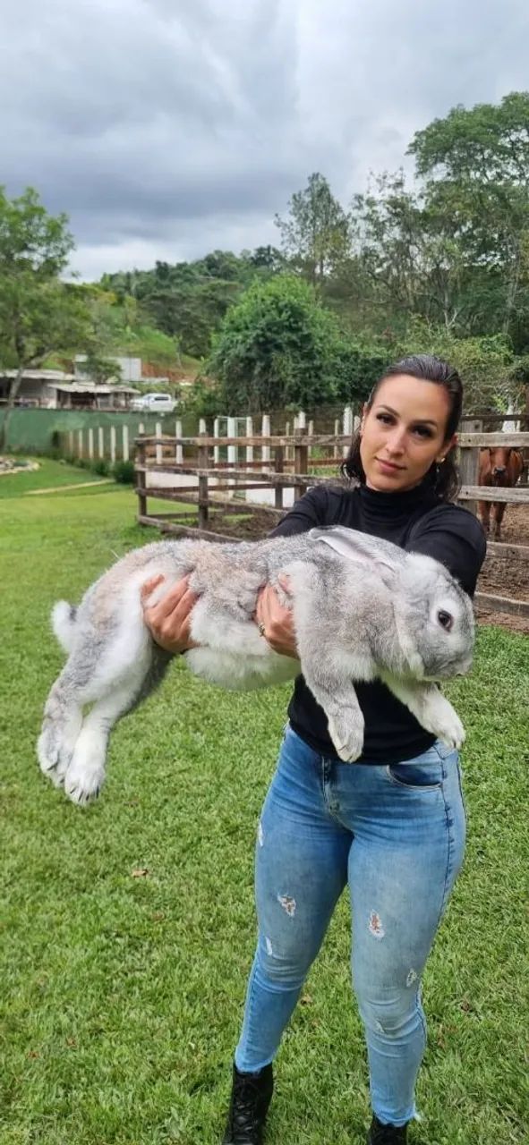 Coelho gigante de flandres