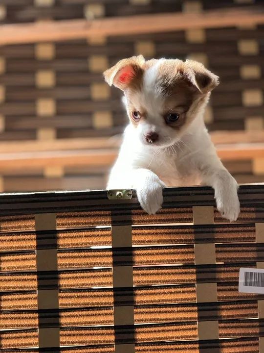 Chihuahua Fêmea Pelo longo- Sua filhote está esperando por você 