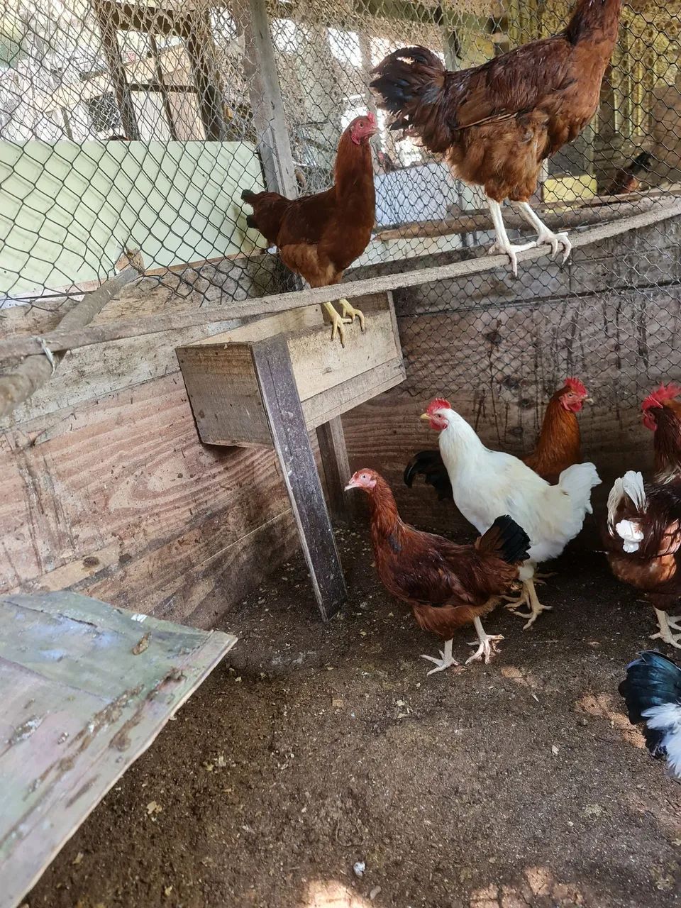Galo rhodia ou Embrapa 51, 100.00. - Foto 4