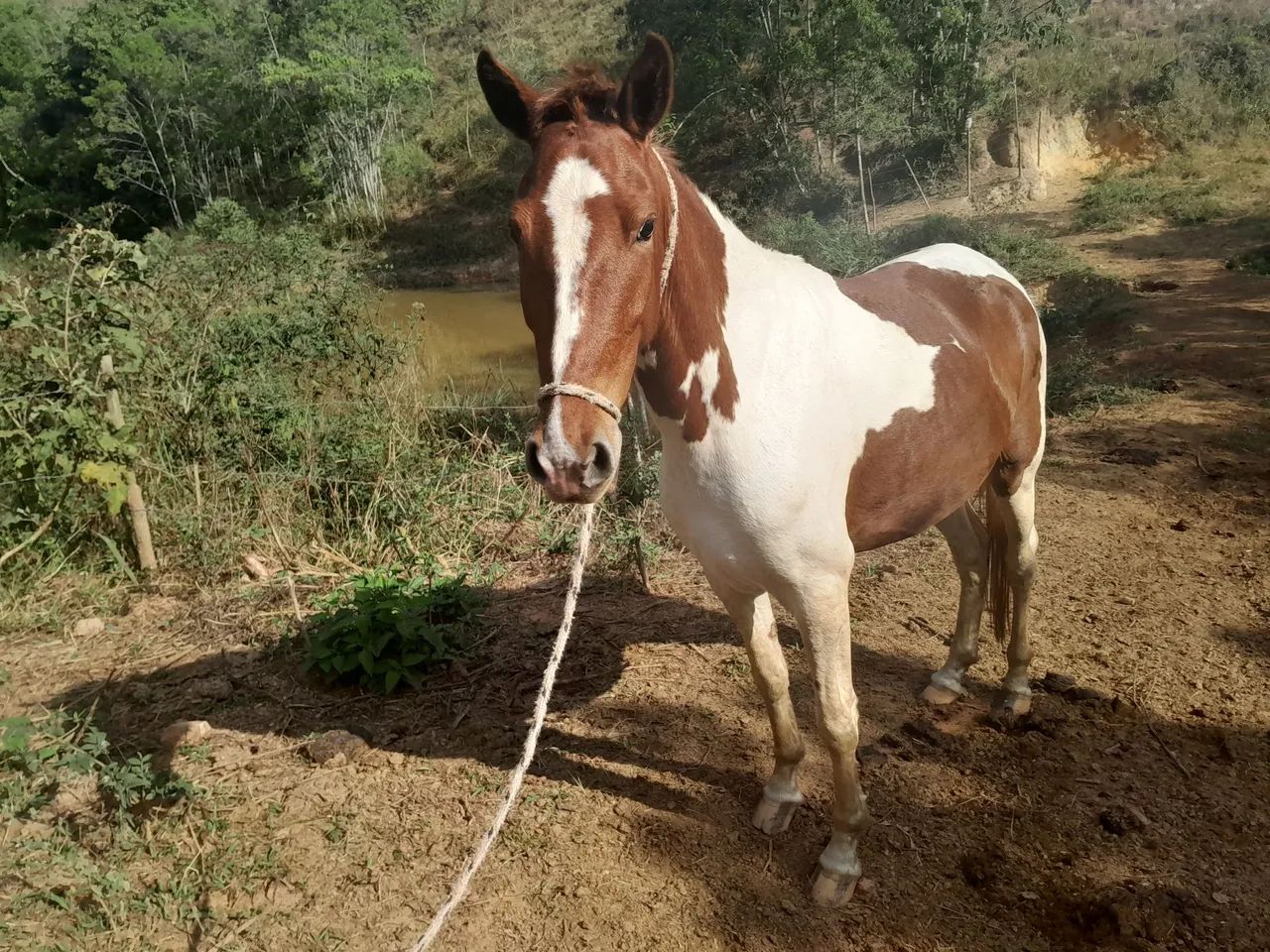Cavalos a venda  - Foto 5