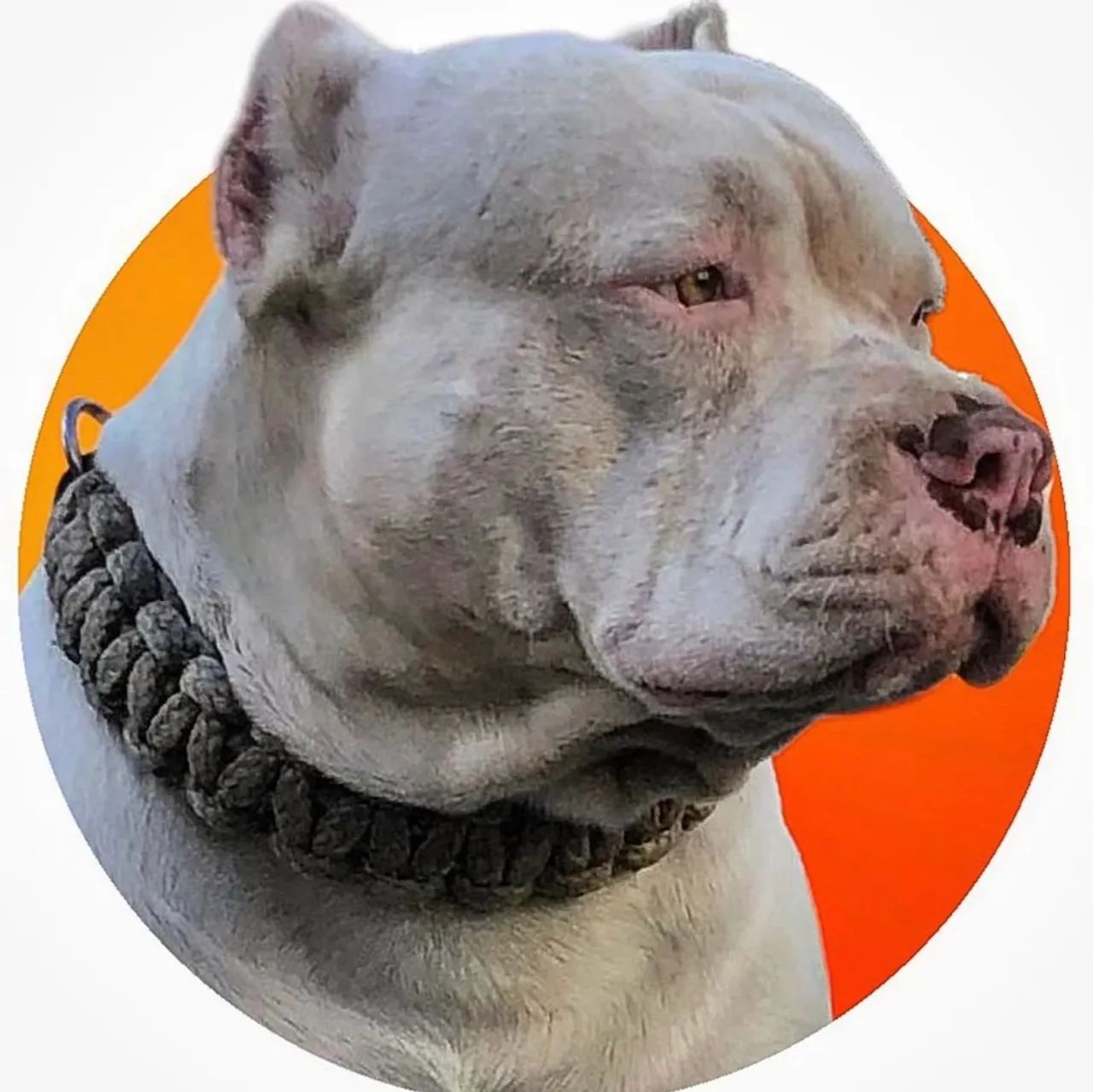 Pergolados deck varanda de madeira de lei. - Foto 3