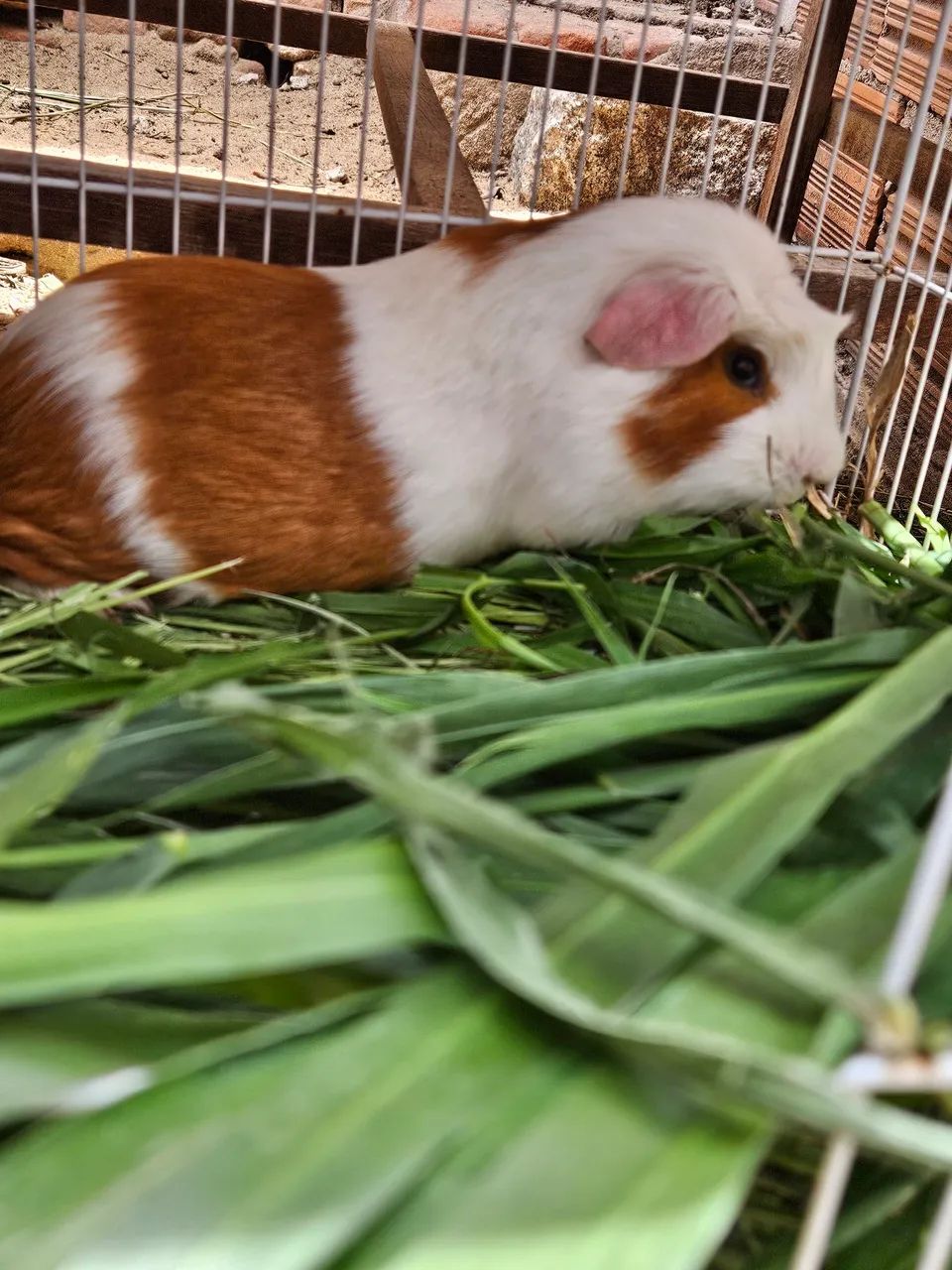 Cuy peruano  - Foto 2