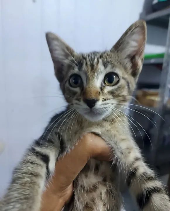 Gatinho lindo disponível para adoção