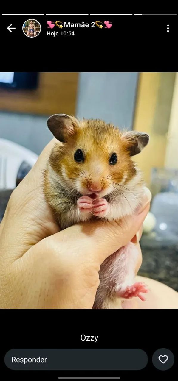 Hamster