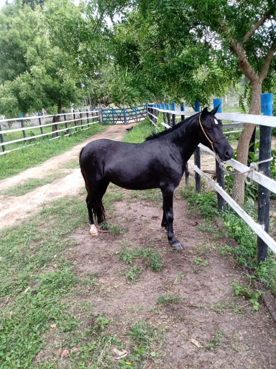 Piquira fêmea  - Foto 2