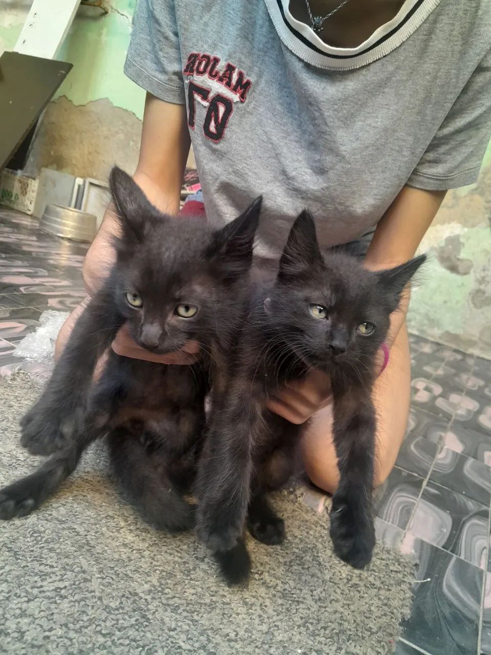 gatinhos para adoção