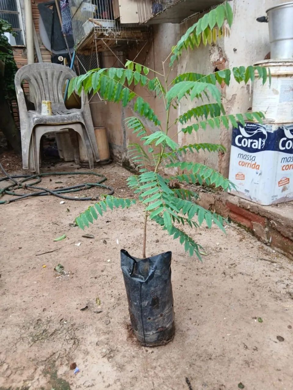 Mudas de limão biri biri  - Foto 2