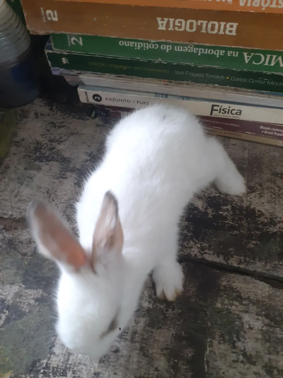 Vendo filhotes de Coelho borboleta